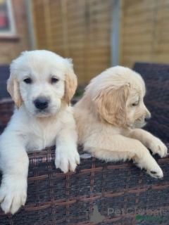 Foto №1. golden retriever - zum Verkauf in der Stadt Frankfurt | verhandelt | Ankündigung № 174703