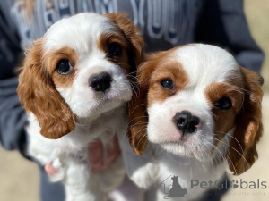 Foto №1. cavalier king charles spaniel - zum Verkauf in der Stadt Algeremiten | verhandelt | Ankündigung № 159957