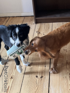 Foto №2 zu Ankündigung № 40291 zu verkaufen border collie - einkaufen Deutschland quotient 	ankündigung