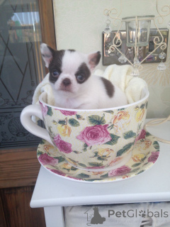 Foto №1. chihuahua - zum Verkauf in der Stadt Allmetyevsk | Frei | Ankündigung № 107022