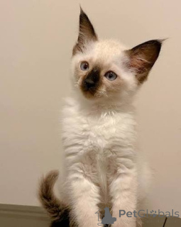 Foto №1. balinesenkatze - zum Verkauf in der Stadt Helsinki | 500€ | Ankündigung № 178420