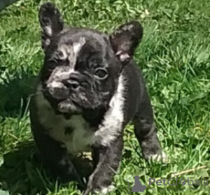 Foto №1. französische bulldogge - zum Verkauf in der Stadt Minsk | verhandelt | Ankündigung № 101293