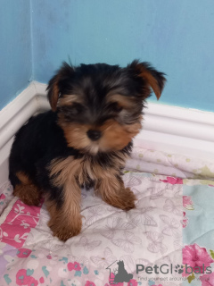 Foto №2 zu Ankündigung № 43028 zu verkaufen yorkshire terrier - einkaufen Deutschland quotient 	ankündigung