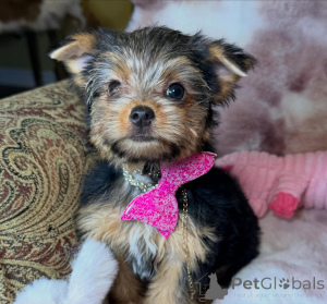 Foto №2 zu Ankündigung № 172896 zu verkaufen yorkshire terrier - einkaufen Deutschland züchter