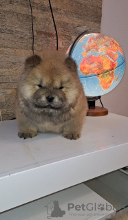 Foto №2 zu Ankündigung № 127540 zu verkaufen chow-chow - einkaufen Serbien züchter