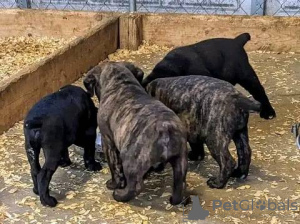 Foto №2 zu Ankündigung № 130461 zu verkaufen cane corso italiano - einkaufen Deutschland 