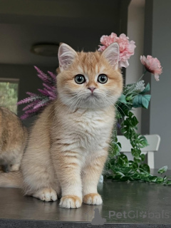 Foto №3. Lernen Sie Oliver kennen, einen kleinen Gentleman mit dem weichsten Fell und dem. Island