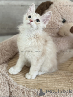 Foto №3. Maine Kun, Junge 3 Monate. Vereinigte Arabische Emirate