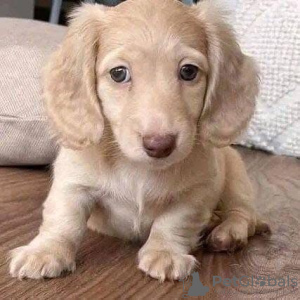 Foto №3. Dachshundvaler - bis Salgs. Norwegen