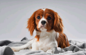 Foto №2 zu Ankündigung № 92167 zu verkaufen mischlingshund - einkaufen Weißrussland züchter