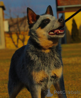 Foto №2 zu Ankündigung № 139615 zu verkaufen australian cattle dog - einkaufen Serbien züchter