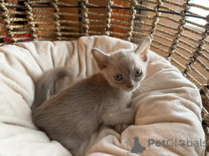 Foto №1. burma-katze - zum Verkauf in der Stadt Hockenheim | 350€ | Ankündigung № 178572