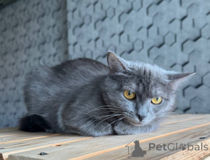 Foto №4. Ich werde verkaufen  in der Stadt Москва.  - preis - Frei