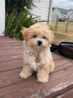 Foto №3. Wunderschöne Goldendoodle-Welpen suchen ein liebevolles neues Zuhause. Deutschland
