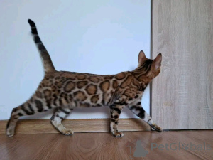 Foto №1. bengal katzenrasse - zum Verkauf in der Stadt München | 840€ | Ankündigung № 155661