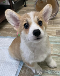 Foto №2 zu Ankündigung № 119694 zu verkaufen welsh corgi - einkaufen Litauen 