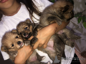 Foto №1.  - zum Verkauf in der Stadt Minsk | 385€ | Ankündigung № 23570