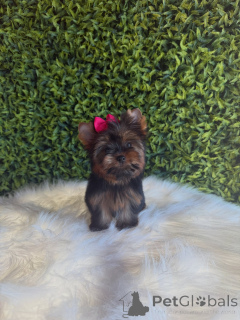 Foto №1. yorkshire terrier - zum Verkauf in der Stadt Prag | verhandelt | Ankündigung № 172845