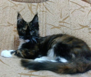 Foto №4. Ich werde verkaufen maine-coon-katze in der Stadt Brest. vom kindergarten - preis - 507€
