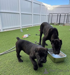 Foto №1. cane corso italiano - zum Verkauf in der Stadt Brüssel | verhandelt | Ankündigung № 170820