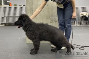 Foto №2 zu Ankündigung № 126833 zu verkaufen deutscher schäferhund - einkaufen Russische Föderation züchter