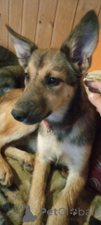 Foto №4. Ich werde verkaufen mischlingshund in der Stadt Moskwa.  - preis - Frei