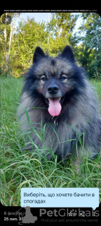 Foto №4. Ich werde verkaufen german spitz in der Stadt Kiew. züchter - preis - 500€