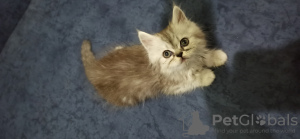Foto №2 zu Ankündigung № 98754 zu verkaufen perserkatze - einkaufen Ägypten quotient 	ankündigung