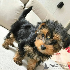 Foto №3. Schöne Welpen des Yorkshire Terrier werden verkauft. Deutschland