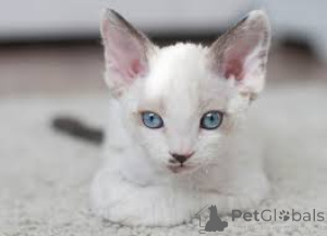 Foto №3. Deutsche Rex Kätzchen. Deutschland