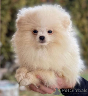 Foto №2 zu Ankündigung № 137187 zu verkaufen pommersche spitz - einkaufen Schweiz 