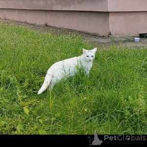 Foto №4. Ich werde verkaufen türkisch angora in der Stadt Minsk. quotient 	ankündigung - preis - Frei