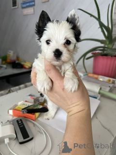 Foto №1. yorkshire terrier - zum Verkauf in der Stadt Berlin | 550€ | Ankündigung № 164797