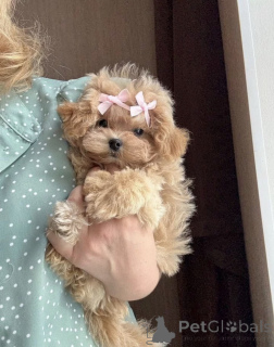 Foto №3. Elite Mini Micro Maltipoo Toy Pudel Pushon. Weißrussland