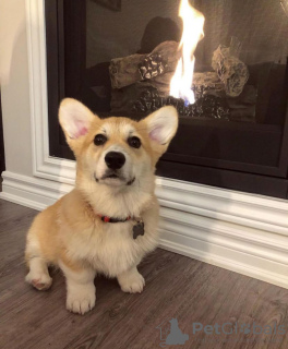 Foto №2 zu Ankündigung № 119119 zu verkaufen welsh corgi - einkaufen Deutschland quotient 	ankündigung, vom kindergarten, aus dem tierheim, züchter