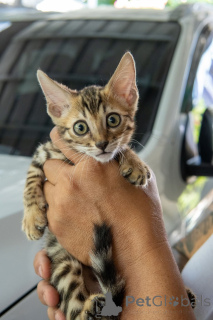 Foto №3. Tierarzt überprüft bengalische Kätzchen zum Verkauf erhältlich. Deutschland