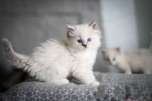Foto №2 zu Ankündigung № 136577 zu verkaufen ragdoll-katze - einkaufen Deutschland 