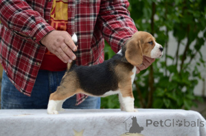 Foto №2 zu Ankündigung № 168999 zu verkaufen beagle - einkaufen Weißrussland vom kindergarten
