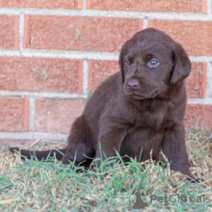 Foto №3. Emmy Lou Labrador Retriever Welpe. Deutschland
