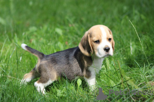 Foto №3. Beagle Trocolor Hund ZKwP (FCI). Polen