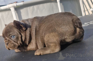 Foto №2 zu Ankündigung № 124830 zu verkaufen französische bulldogge - einkaufen Weißrussland quotient 	ankündigung