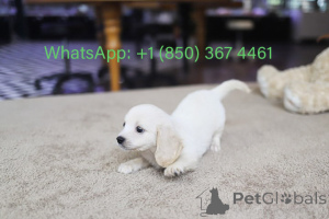 Foto №1. cavalier king charles spaniel - zum Verkauf in der Stadt Carolina Beach | verhandelt | Ankündigung № 153559