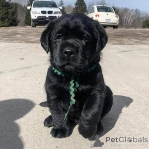 Foto №3. Entzückende Labrador-Welpen suchen ein liebevolles Zuhause!. Deutschland