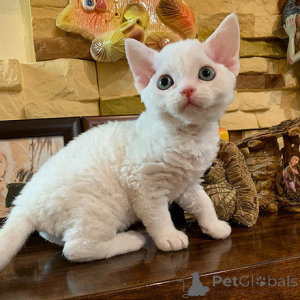 Foto №1. devon rex - zum Verkauf in der Stadt Limassol | verhandelt | Ankündigung № 174863