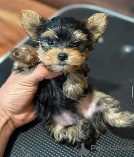 Foto №2 zu Ankündigung № 122960 zu verkaufen yorkshire terrier - einkaufen Frankreich quotient 	ankündigung