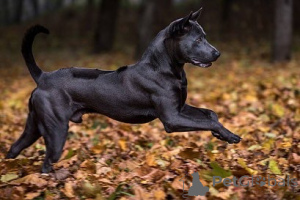 Foto №2 zu Ankündigung № 159192 zu verkaufen thai ridgeback - einkaufen Frankreich quotient 	ankündigung