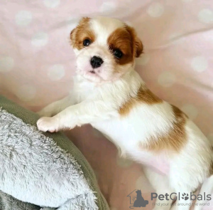 Foto №3. Schöne Gesundheit Cavalier Puppies Business WhatsApp 37062044902. Ungarn