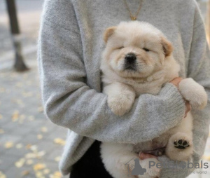 Foto №1. chow-chow - zum Verkauf in der Stadt München | 350€ | Ankündigung № 116815