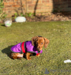 Foto №1.  - zum Verkauf in der Stadt Dunedin | Frei | Ankündigung № 163556