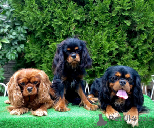 Foto №2 zu Ankündigung № 150368 zu verkaufen cavalier king charles spaniel - einkaufen Polen vom kindergarten
